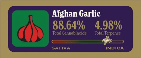 Afghan Garlic Dank Tank