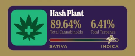 Hash Plant Dank Tank