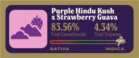 Purple Hindu Kush x Strawberry Guava Dank Tank