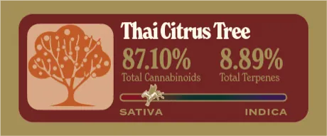 Thai Citrus Tree Dank Tank